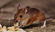 24 Hour & Emergency Exterminators in Wilsie, WV